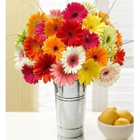 Happy gerbera daisies